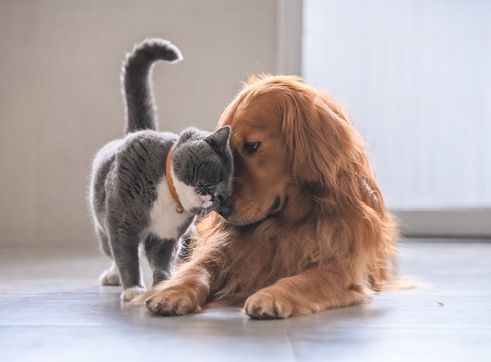 British short hair cat and golden retriever
